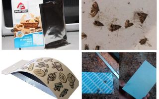 Armadilhas da mariposa de alimentos