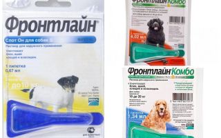 Gotas na linha de frente das pulgas para cães