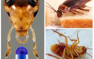 Esperança de Vida da Barata Doméstica