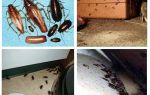 Como atacar baratas em um apartamento em casa