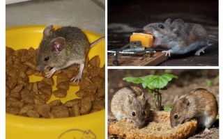 Qual isca colocar em uma ratoeira