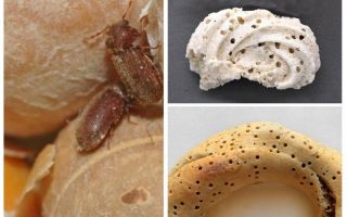 Bagaimana untuk mengeluarkan gilingan roti dan larvanya