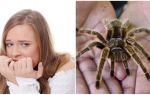 Qual é o nome do medo de aranhas (fobia) e métodos de tratamento
