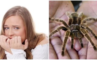Qual é o nome do medo de aranhas (fobia) e métodos de tratamento