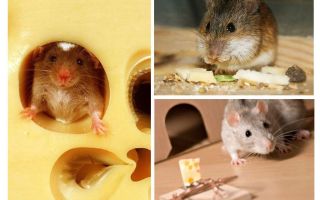 Ratos comem queijo ou não