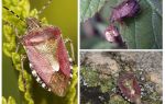 Bugs