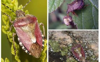 Bugs