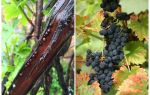 Como se livrar de uvas em uvas