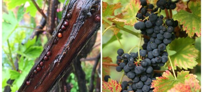 Como se livrar de uvas em uvas