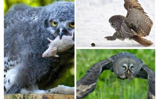Uma coruja mata cerca de 1000 camundongos durante o verão