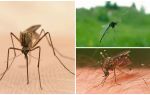 Fatos interessantes sobre mosquitos
