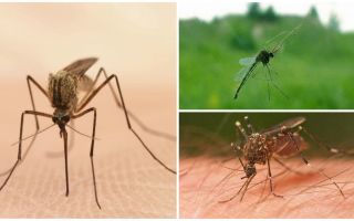 Fatos interessantes sobre mosquitos