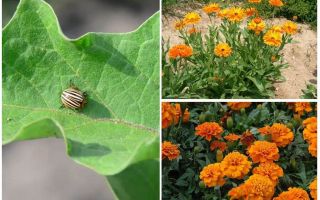 Como proteger e preservar a berinjela do besouro da batata do Colorado