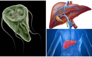 Giardia no fígado - sintomas e tratamento