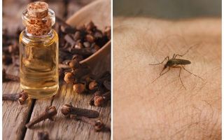 Óleo de cravo contra mosquitos