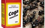 Soda terhadap semut di taman