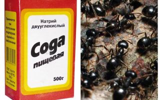 Refrigerante contra formigas no jardim