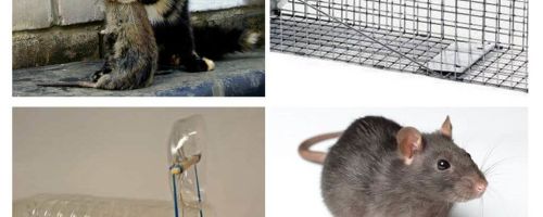 Como tirar ratos de uma casa particular