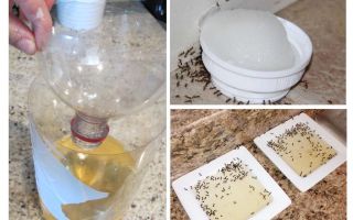 Armadilhas de formigas fabricadas e compradas