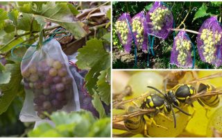 Sacos de vespas para uvas