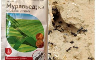 Ant remedy Anteater instrução e avaliações