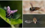 Velocidade da mosca