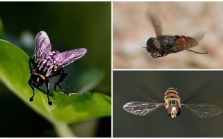 Velocidade da mosca
