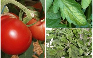 Pulgões em tomates - o que processar e como lutar