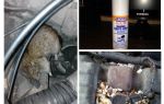 Ratos de spray para o carro