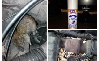 Ratos de spray para o carro