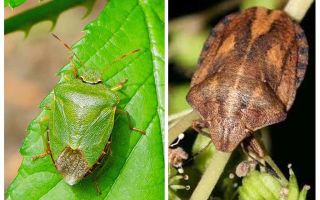 Se homebugs ou bedbugs cheiram