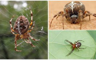 Crusader Spider Descrição e Fotos