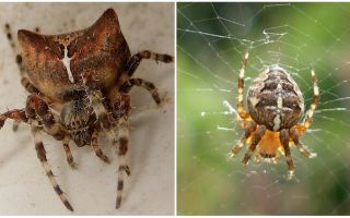 Corrida de aranha: foto e efeitos depois de uma mordida