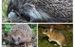 Ouriços comem ratos