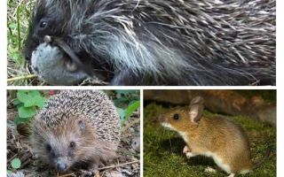 Ouriços comem ratos