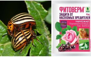 Como produzir Phytoverm a partir do besouro da batata do Colorado