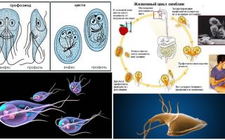 Ciclo de vida de Giardia e tratamento de cistos