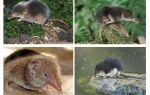 Shrew do rato