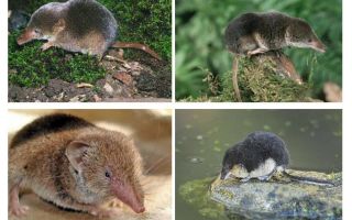 Shrew do rato
