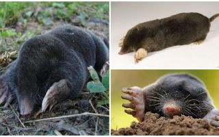 Parece uma toupeira - fotos reais e descrição