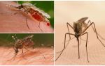 Quantos mosquitos você precisa para beber todo o sangue