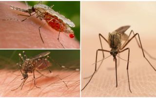 Quantos mosquitos você precisa para beber todo o sangue