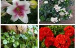 Que flores assustam a toupeira