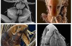 Que pulgas parecem na foto: suas variedades e características estruturais
