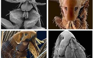 Que pulgas parecem na foto: suas variedades e características estruturais