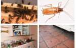 Baratas sobem dos vizinhos, o que fazer e onde reclamar