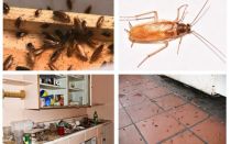Livrar-se de baratas no apartamento uma vez por todas