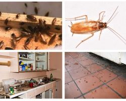Livrar-se de baratas no apartamento uma vez por todas