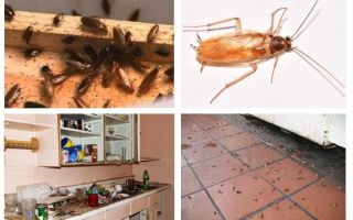 O que fazer se você viu uma barata na cozinha