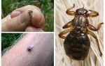 Veado de sanguessuga (pulga de alce, mosca, piolho, carrapato)